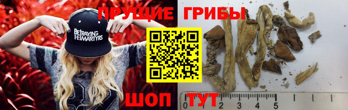 Псилоцибиновые грибы Psilocybine cubensis Пугачёв